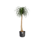 b.for soft rund 25cm anthrazit